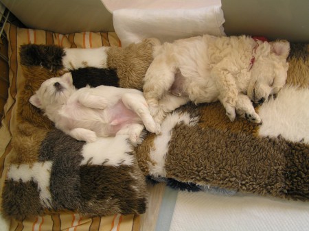 ...nacpaná bříška CRISTIAN a BOOTES...